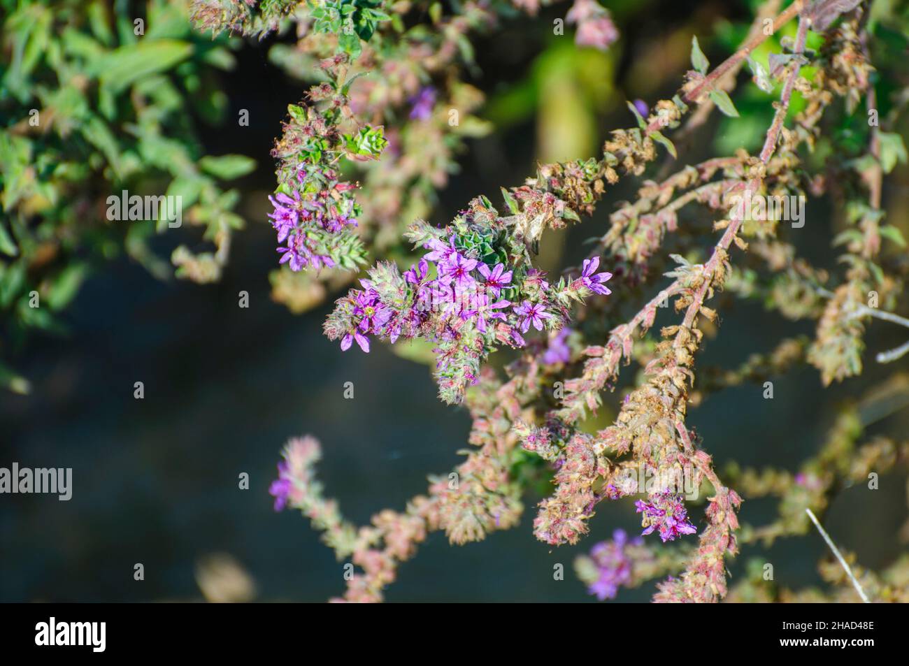Framboise en fleur. Gros plan des fruits non mûrs.Photographié en Israël en novembre Banque D'Images