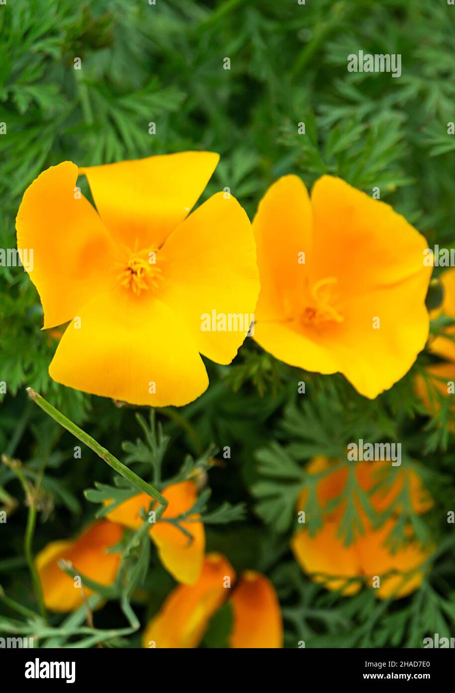 Avec fond naturel fleur orange sur fond de feuille verte dans le jardin Banque D'Images