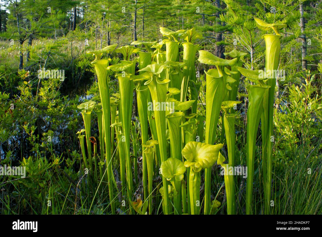 Plante de pichet jaune carnivore (Sarracenia flava ssp. Flava), États-Unis Banque D'Images