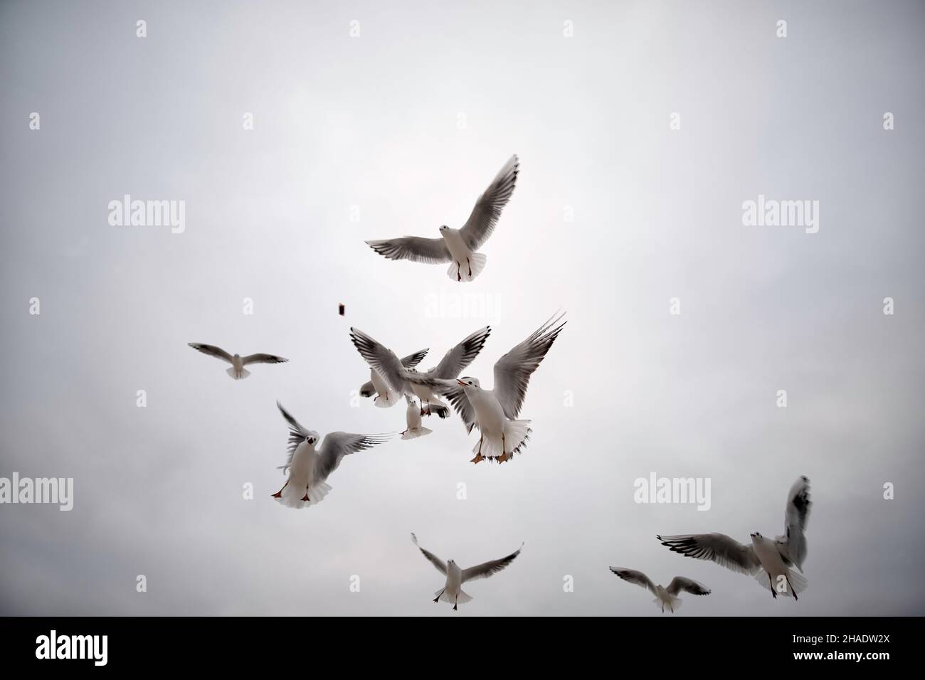un troupeau d'oiseaux de mer se battant sur un morceau de pain jeté dans l'air montrant des compétences aériennes impressionnantes Banque D'Images