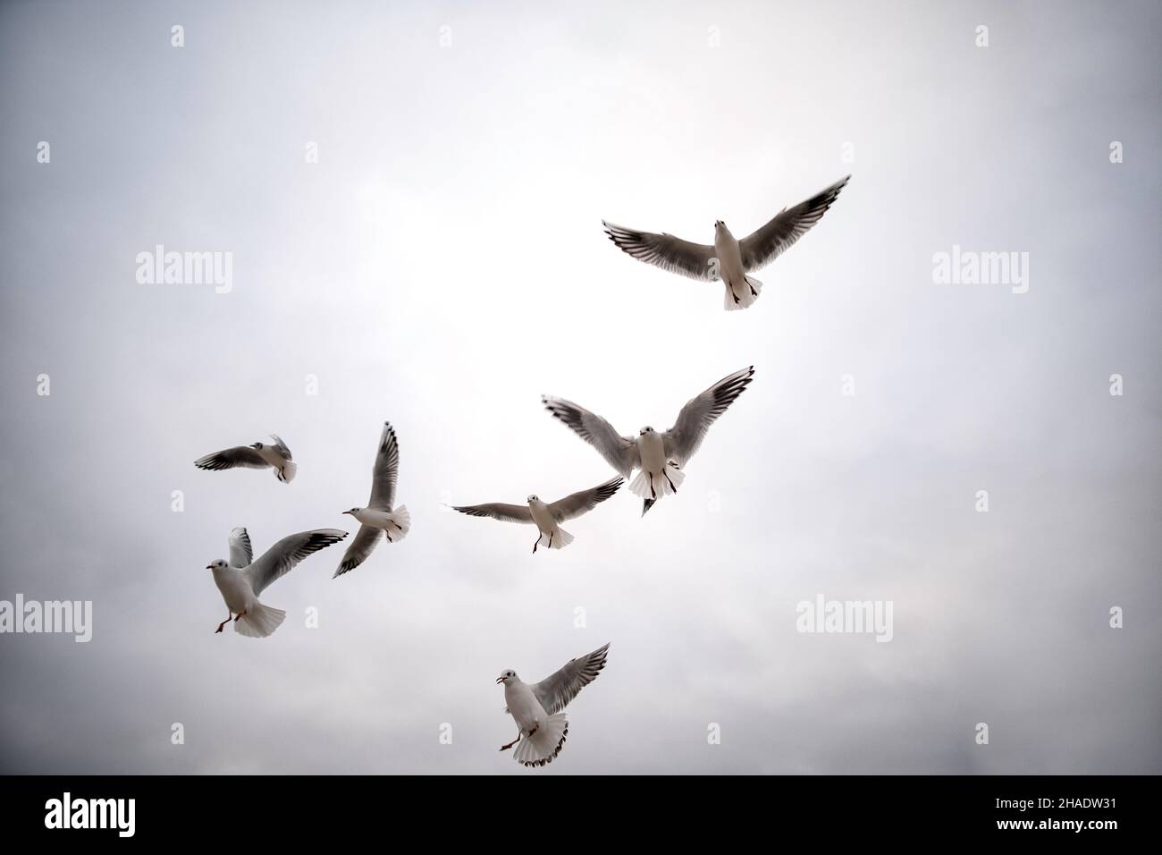 un troupeau d'oiseaux de mer se battant sur un morceau de pain jeté dans l'air montrant des compétences aériennes impressionnantes Banque D'Images