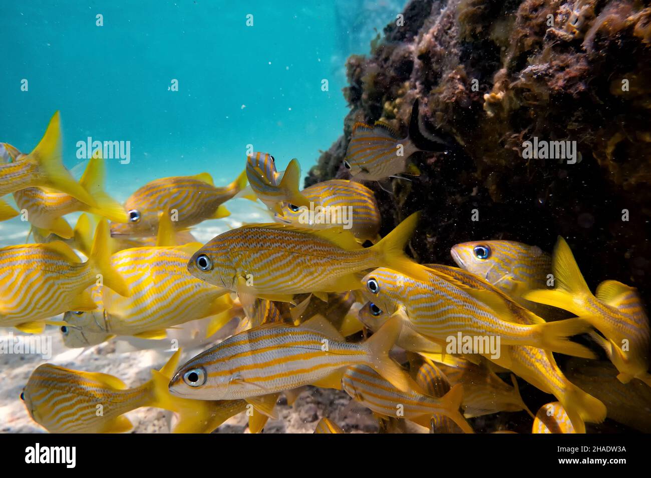 Photo sous l'eau d'un groupe de poissons de fond français se cachant derrière un rocher sous l'eau Banque D'Images
