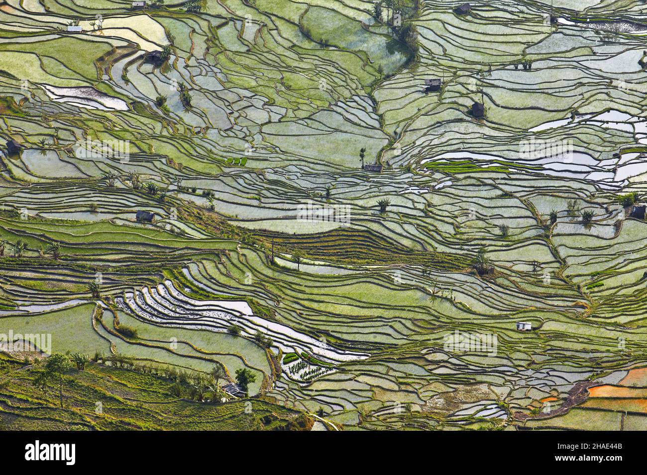 Chine, Yunnan, Yuanyang.Beau motif abstrait de terrasses remplies d'eau pendant la plantation de riz au printemps. Banque D'Images