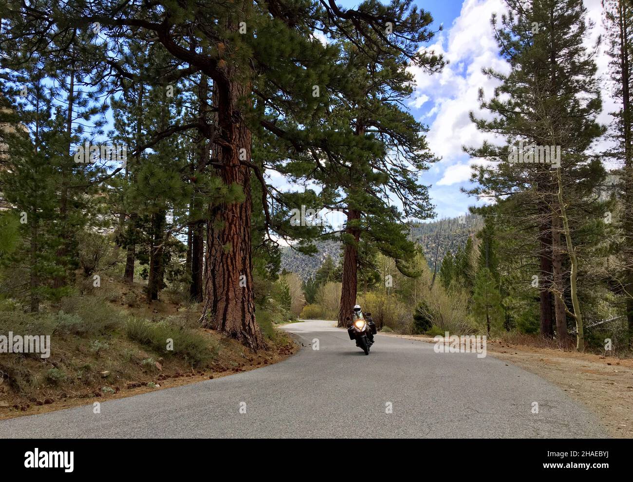 Moto à travers des séquoias géants sur le Tioga Pass en Californie - Etats-Unis Banque D'Images
