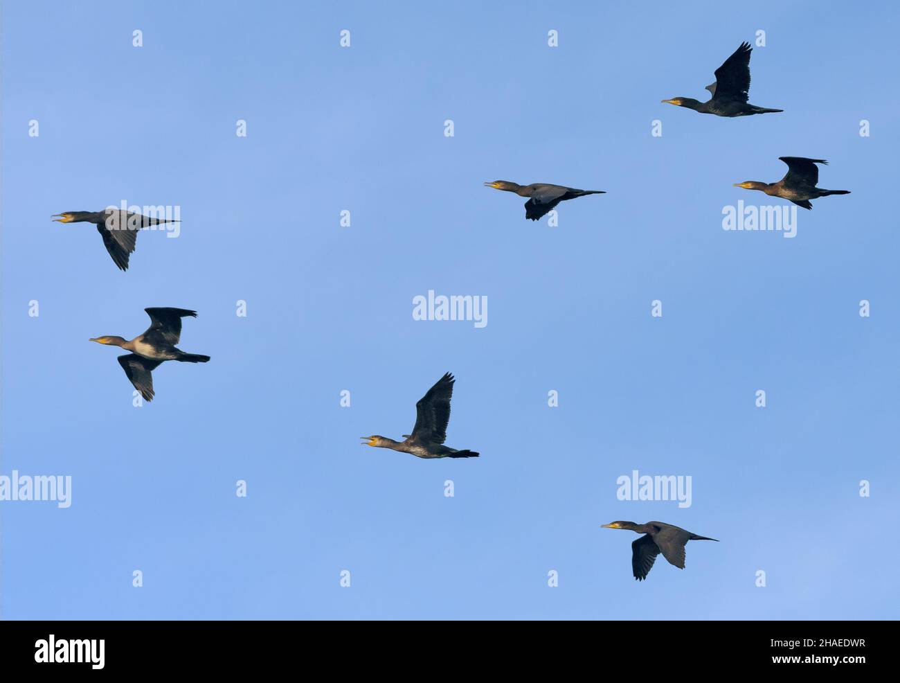 Grand troupeau de grands cormorans (Phalacrocorax carbo) volant ensemble dans le ciel bleu Banque D'Images