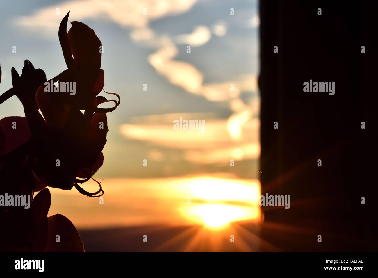 Silhouette d'orchidées à la maison avec coucher de soleil derrière la fenêtre Banque D'Images