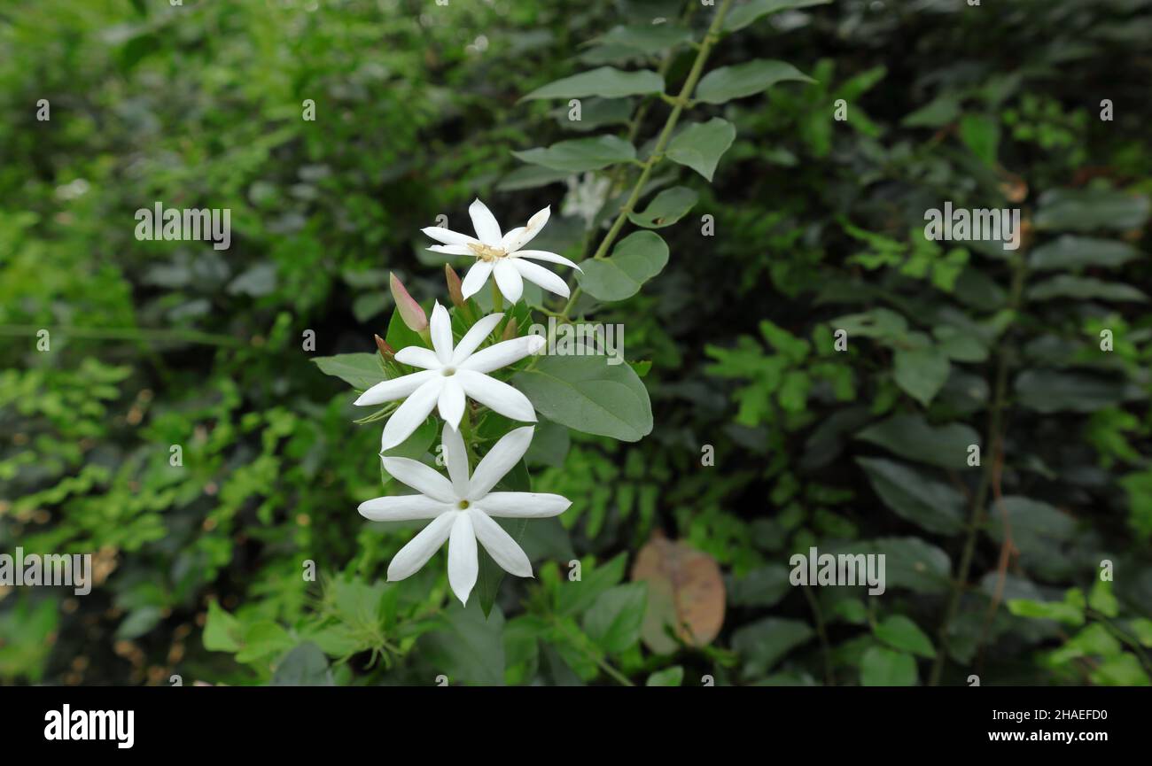Gros plan d'une espèce de fleur de jasmin blanche avec araignée de couleur crémeuse sur une fleur mature Banque D'Images