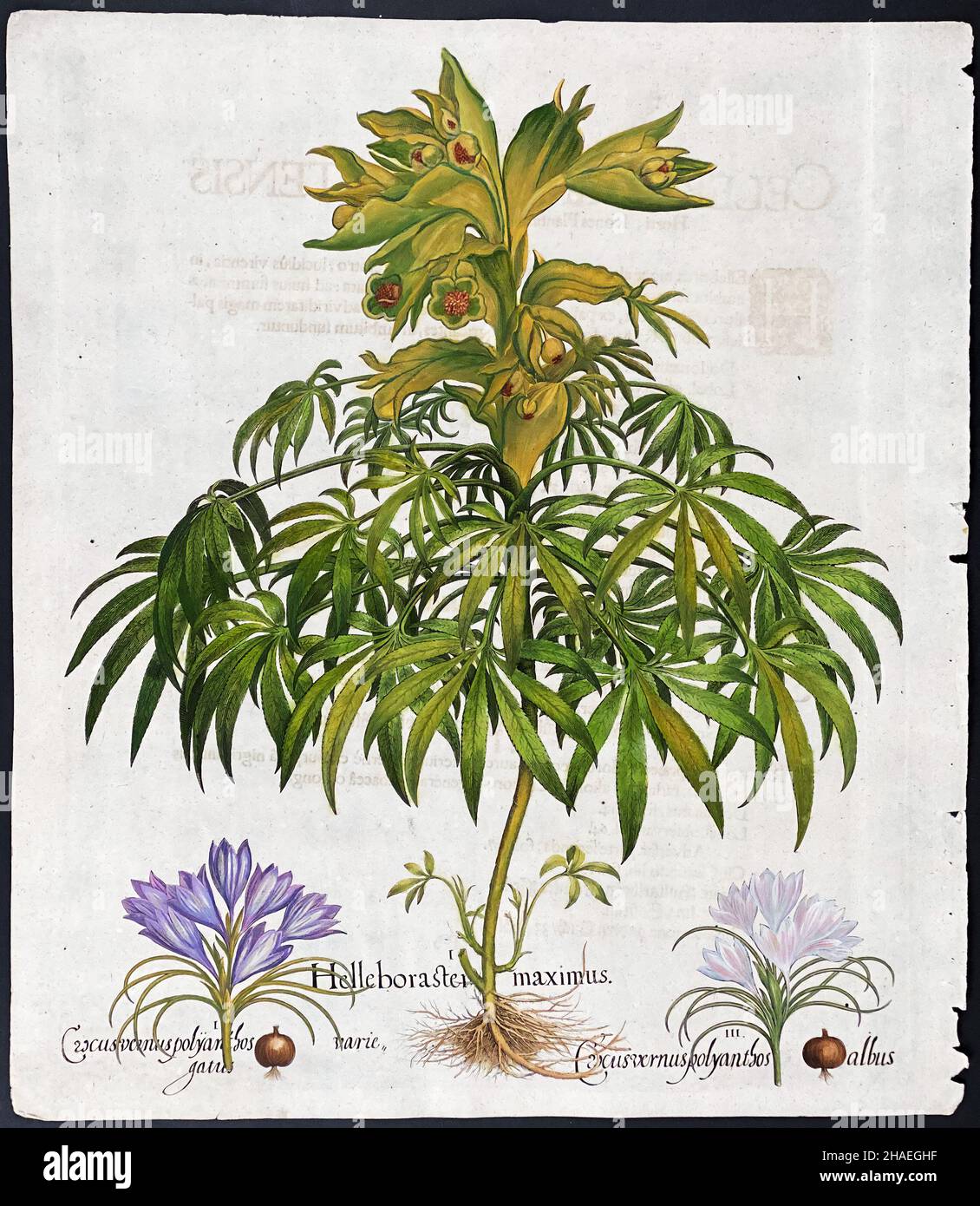Hellébore de l'encrage – hellébore, Crocus; Hellebora, Crocus, planche 363 – Art de Basilius Besler (1561–1629) (pied de l'ours); crocodiles de printemps Banque D'Images