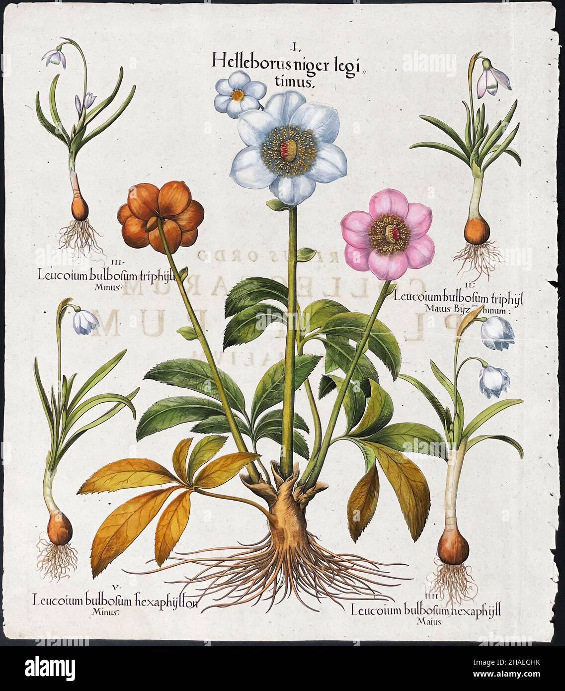 Hellebore, fleur de flocon de neige; Helleborus, Leucojum – Art de Basilius Besler (1561–1629) Banque D'Images