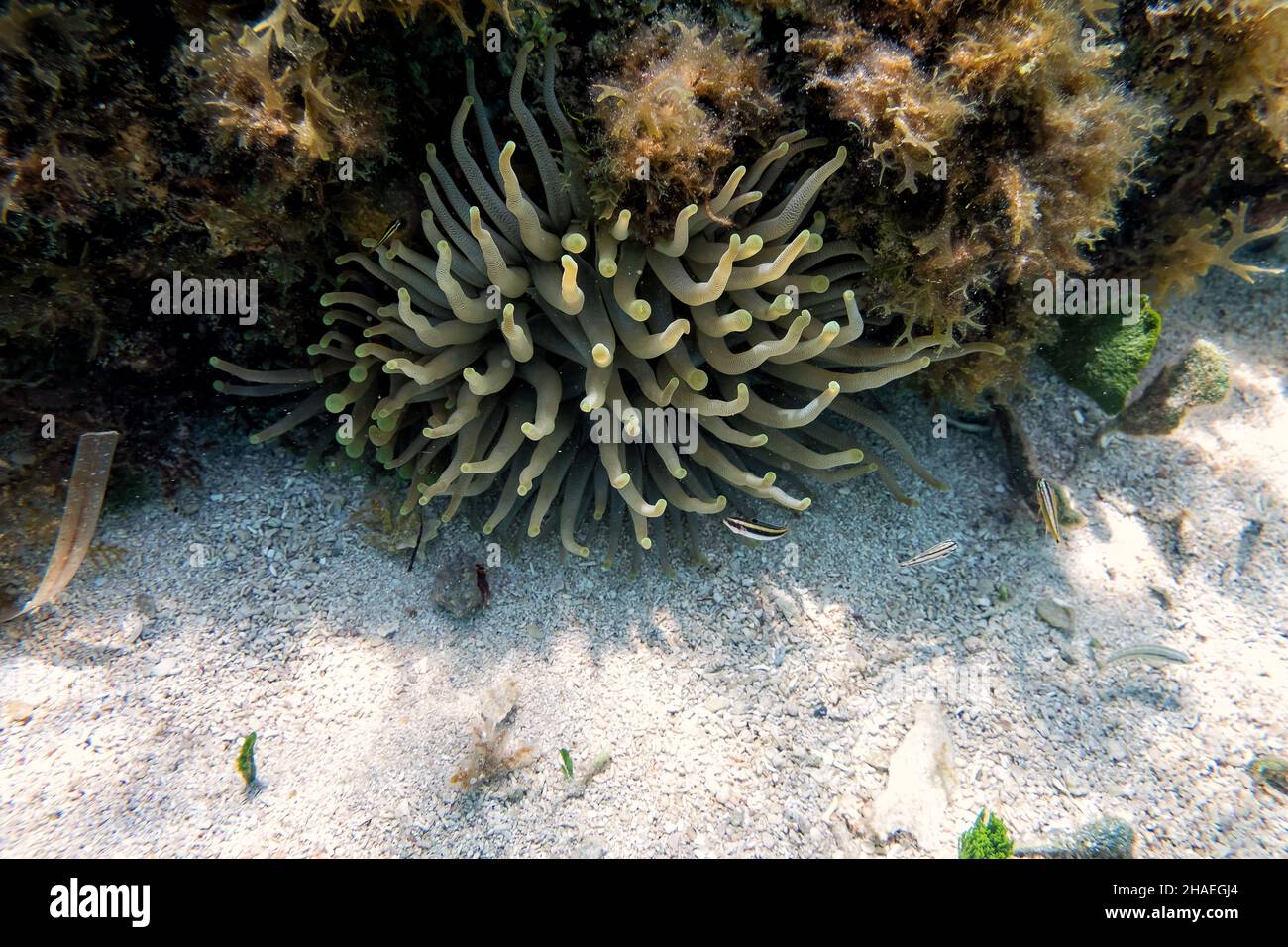 Plan sous-marin d'un Anemone de mer dans l'océan des caraïbes Banque D'Images