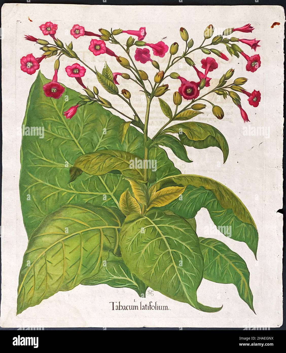 Usine de tabac; tabacum latifolium – Art de Basilius Besler (1561–1629) – tabac à grandes feuilles Banque D'Images