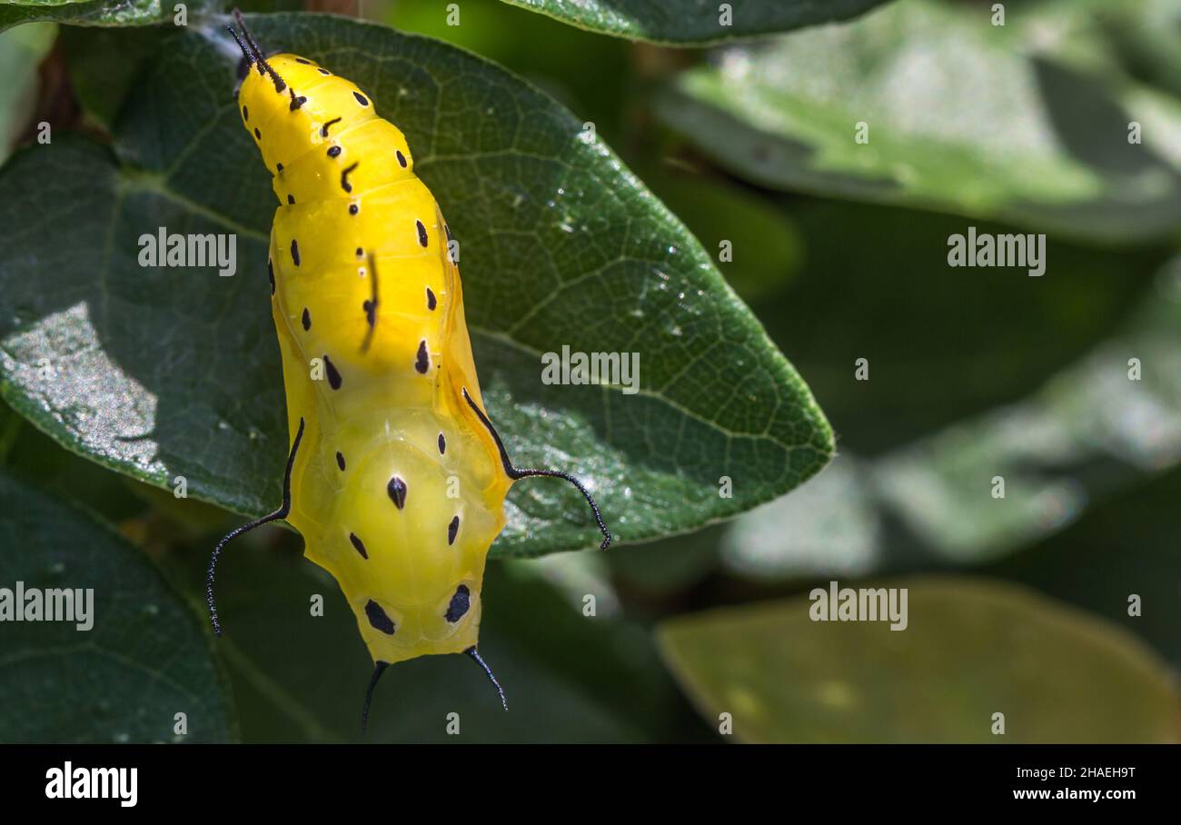 Gros plan d'un cocon jaune sur la feuille Banque D'Images