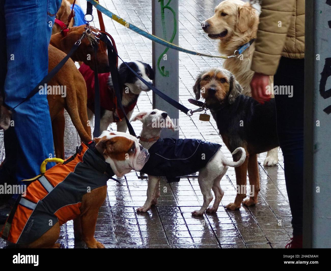 Hunde dans den Straßen von Istanbul Banque D'Images
