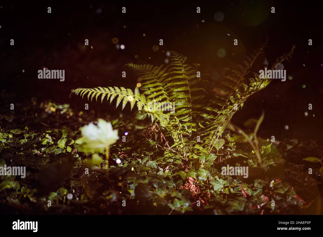 Forêt enchantée, fougères magiques.Plantes de sorcière vertes, fond de forêt mystique, fleurs de prairie Banque D'Images