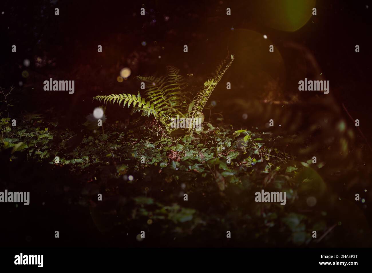 Forêt enchantée, fougères magiques.Plantes de sorcière vertes, fond de forêt mystique, fleurs de prairie Banque D'Images