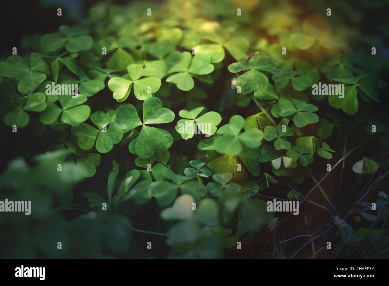Forêt enchantée, trèfle de prairie .Plantes de sorcière vertes, fond de forêt mystique. Banque D'Images