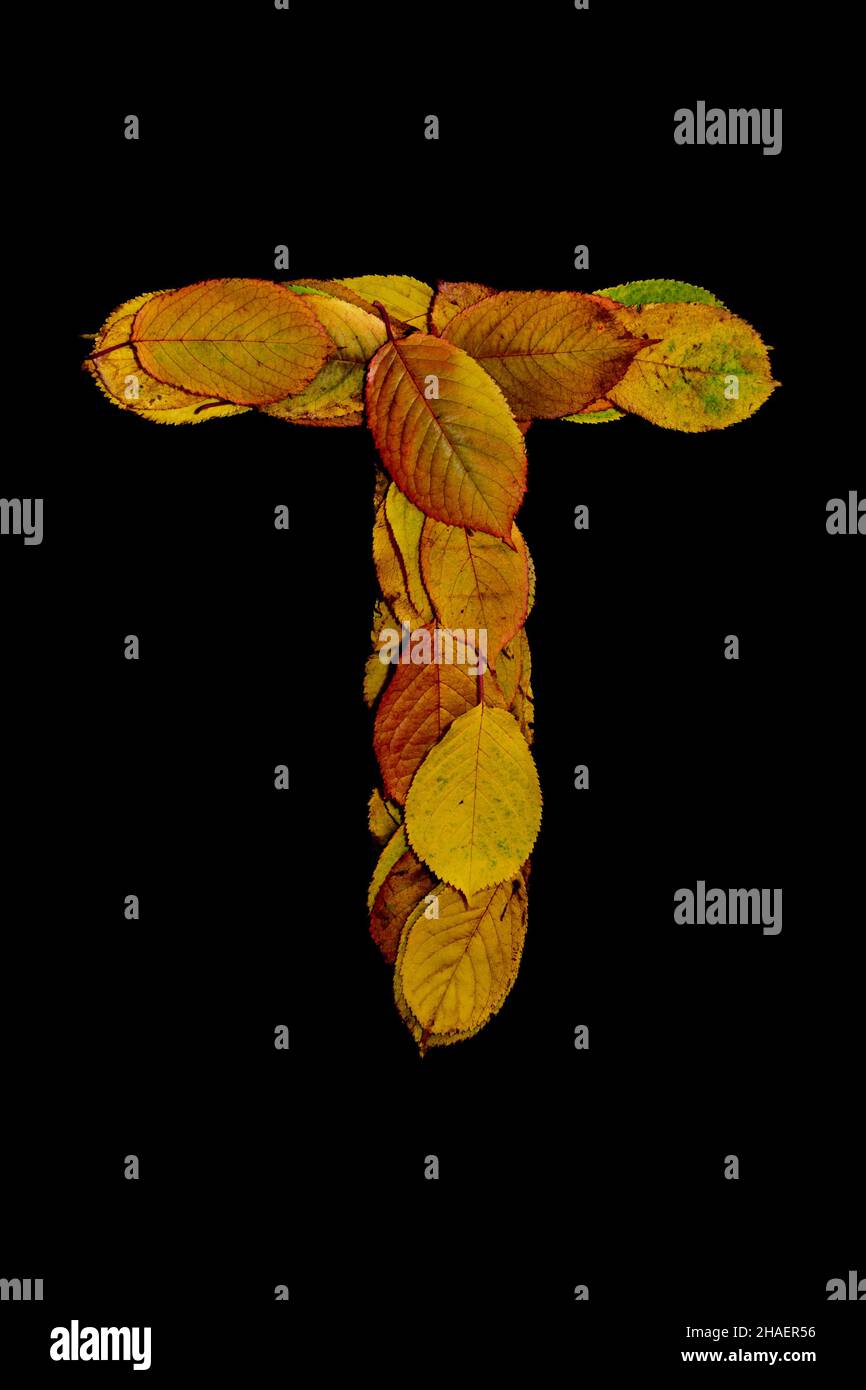 Un cliché vertical de la lettre majuscule T fait de feuilles d'automne sur fond noir Banque D'Images