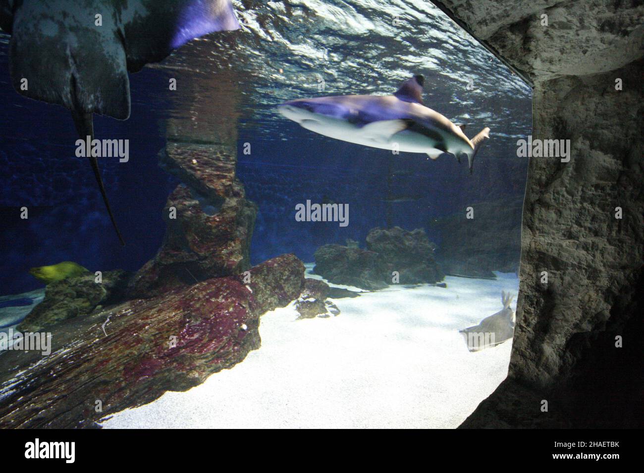 Belles photos de l'aquarium Cattolica, Emilia Romagna, Italie.Le Navi Aquarium à Cattolica Banque D'Images