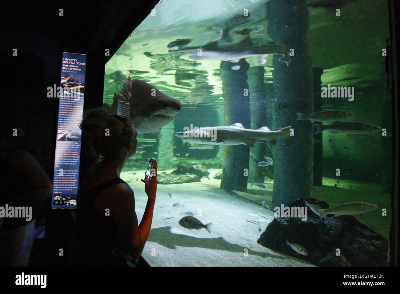 Belles photos de l'aquarium Cattolica, Emilia Romagna, Italie.Le Navi Aquarium à Cattolica Banque D'Images