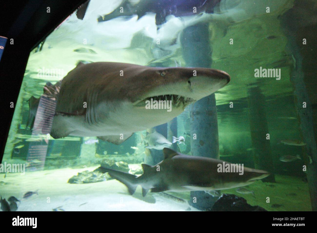 Belles photos de l'aquarium Cattolica, Emilia Romagna, Italie.Le Navi Aquarium à Cattolica Banque D'Images