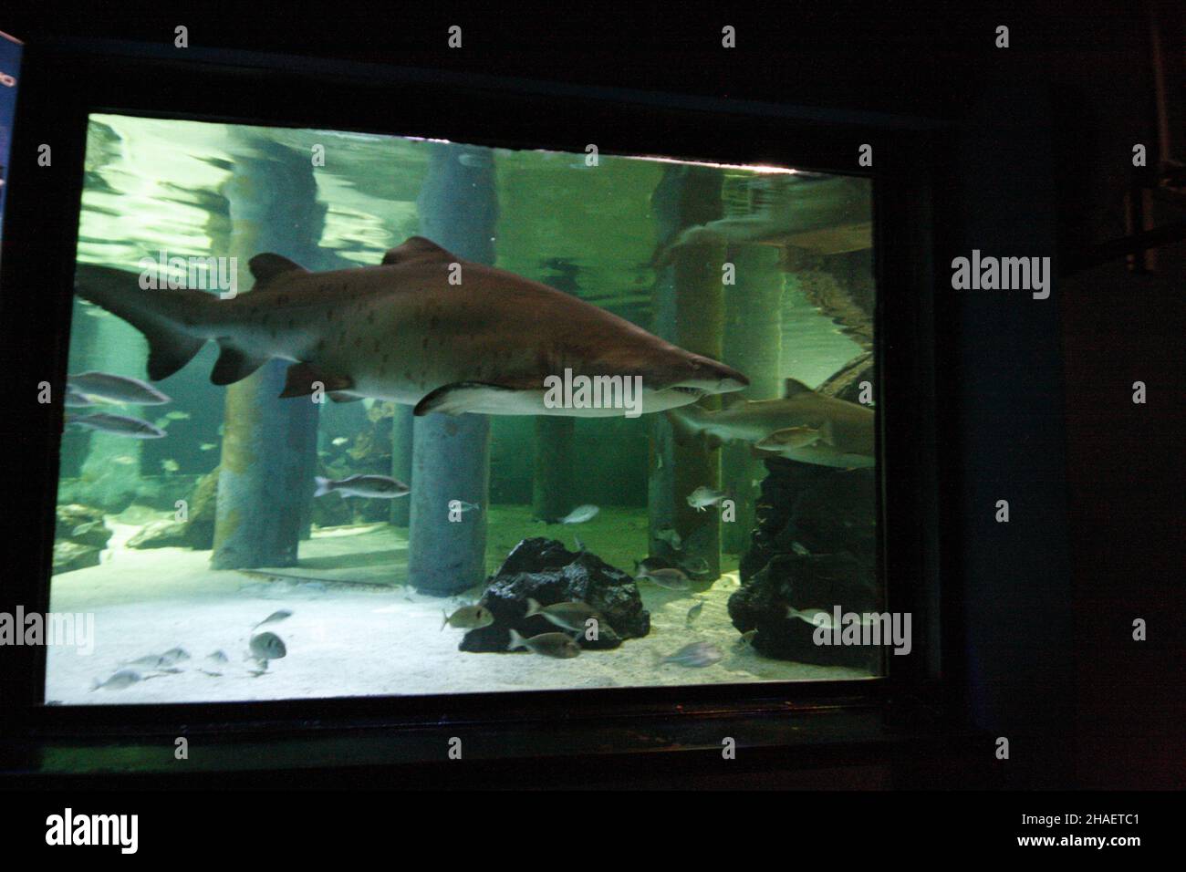 Belles photos de l'aquarium Cattolica, Emilia Romagna, Italie.Le Navi Aquarium à Cattolica Banque D'Images