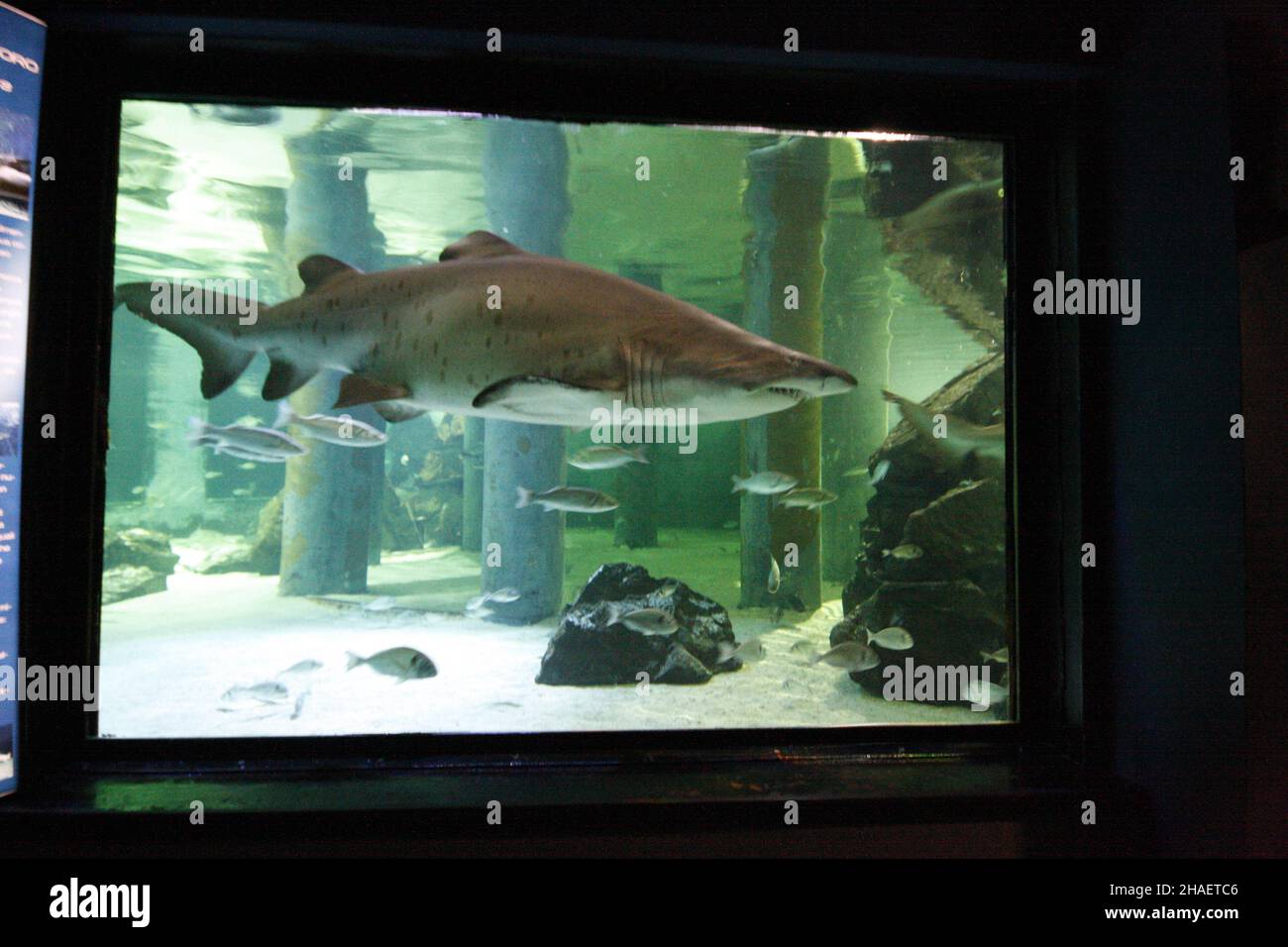 Belles photos de l'aquarium Cattolica, Emilia Romagna, Italie.Le Navi Aquarium à Cattolica Banque D'Images