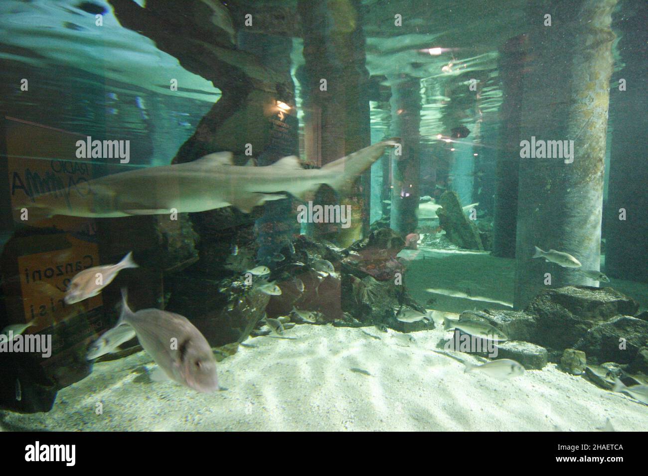 Belles photos de l'aquarium Cattolica, Emilia Romagna, Italie.Le Navi Aquarium à Cattolica Banque D'Images