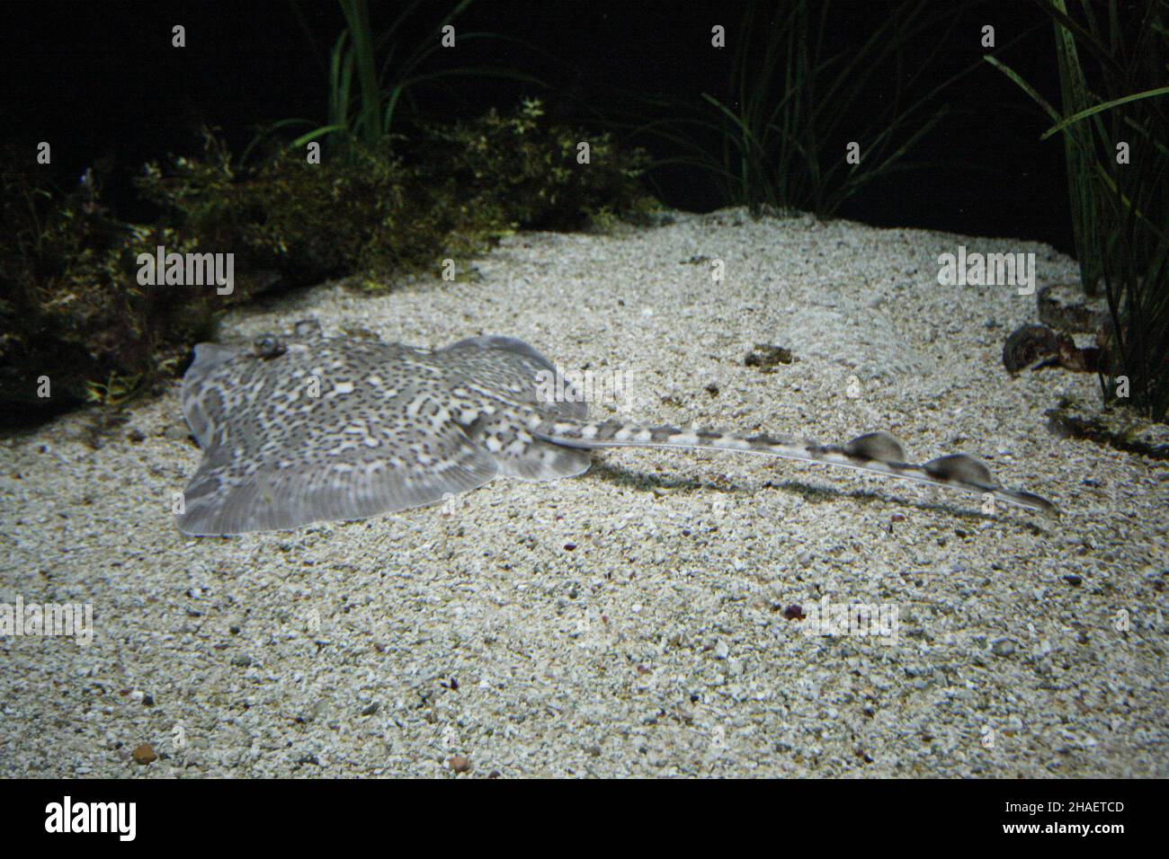 Belles photos de l'aquarium Cattolica, Emilia Romagna, Italie.Le Navi Aquarium à Cattolica Banque D'Images