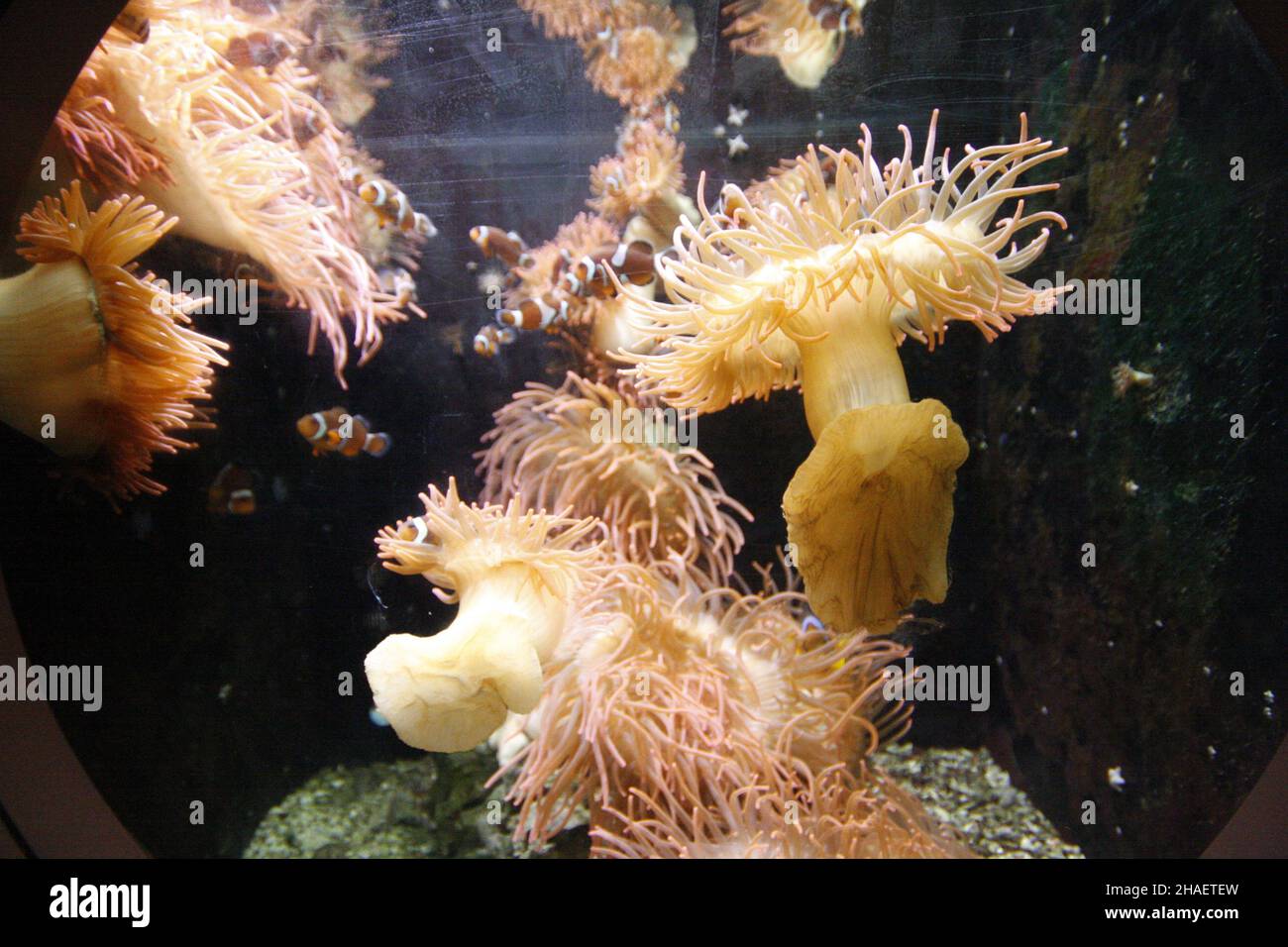 Belles photos de l'aquarium Cattolica, Emilia Romagna, Italie.Le Navi Aquarium à Cattolica Banque D'Images