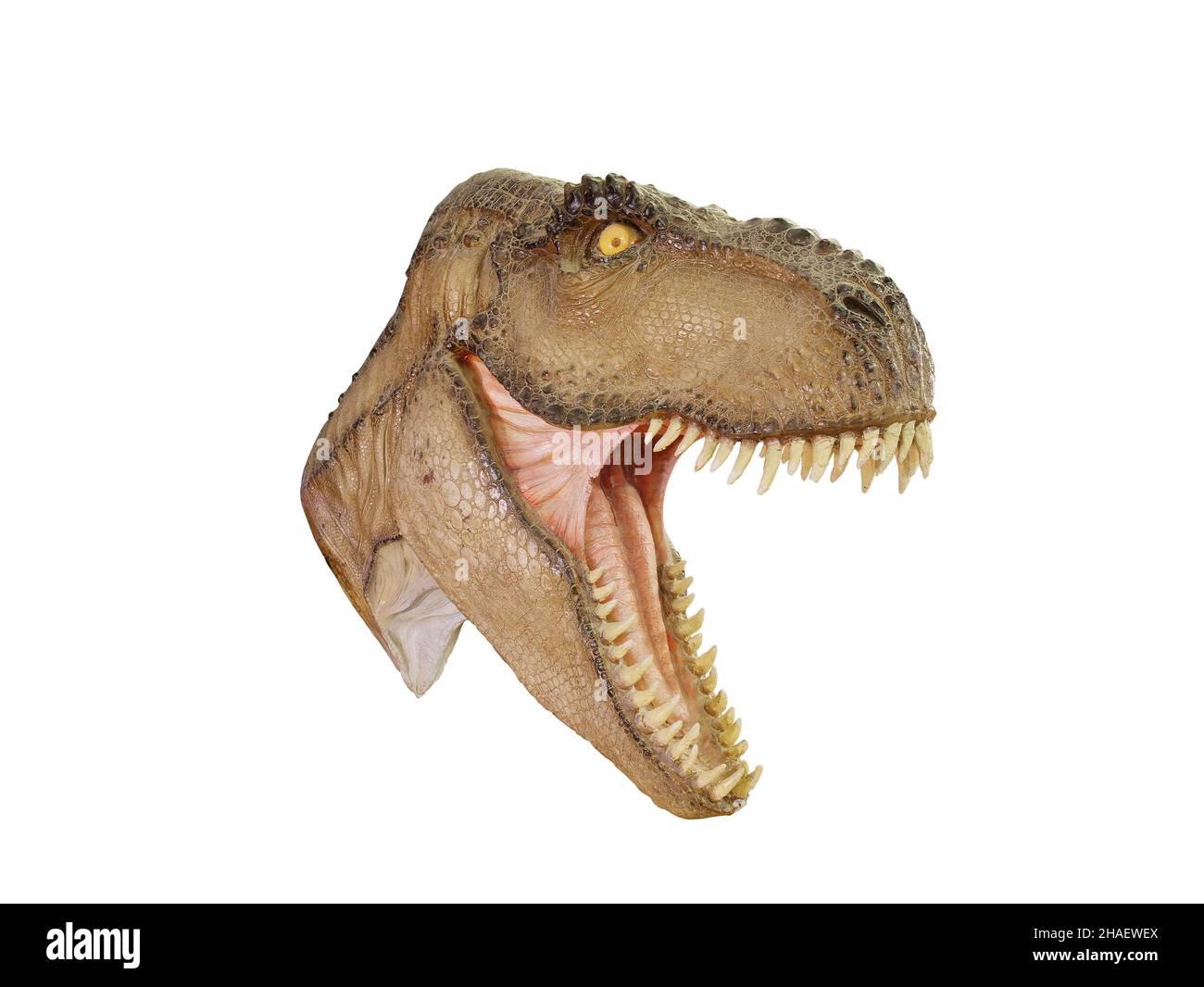 T Rex Dinosaur tête à bouche ouverte menaçant isolée sur fond blanc Banque D'Images