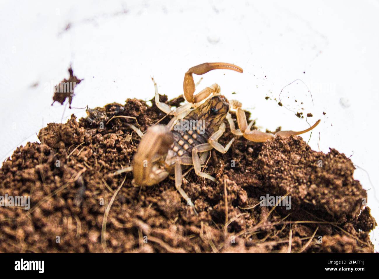 Hottentotta hottentotta est un genre de scorpions de la famille des Buthidae.Il est largement distribué en Afrique.Très toxique pour les gens, capable de se représenter Banque D'Images