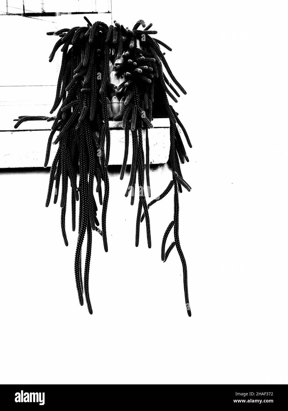 La fleur de Cactus croît comme Ivy sur la table Banque D'Images