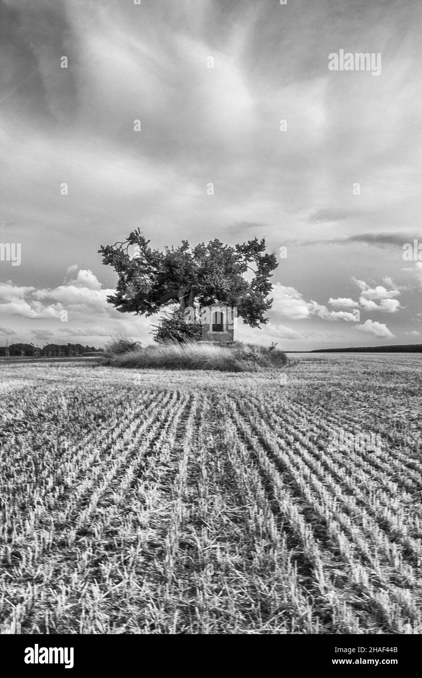 Photo en niveaux de gris d'un champ avec maison en arrière-plan à l'ombre d'un arbre contre un ciel nuageux Banque D'Images