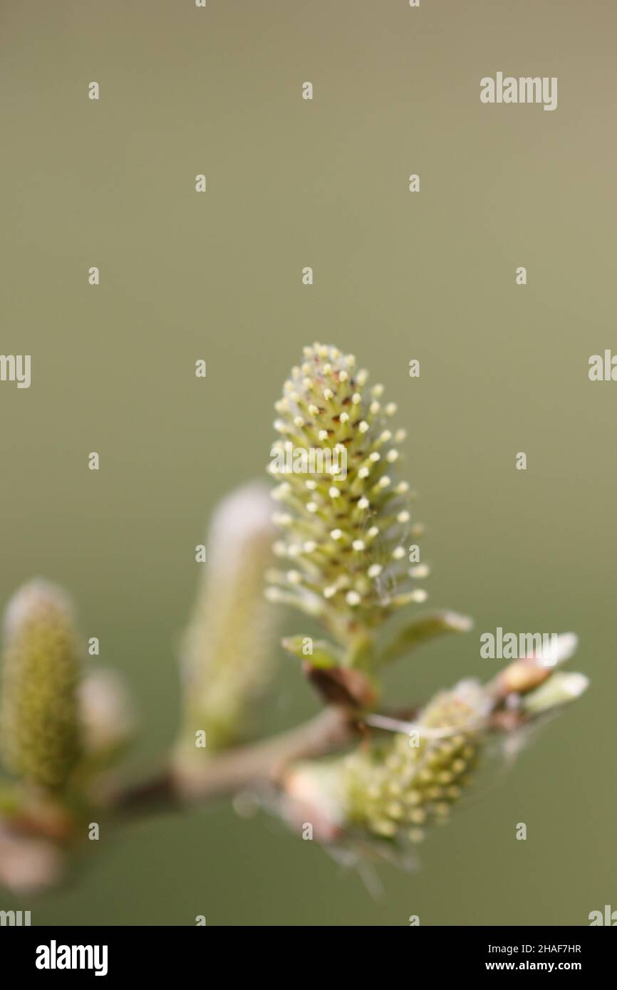 Gros plan de Salix acutifolia Banque D'Images