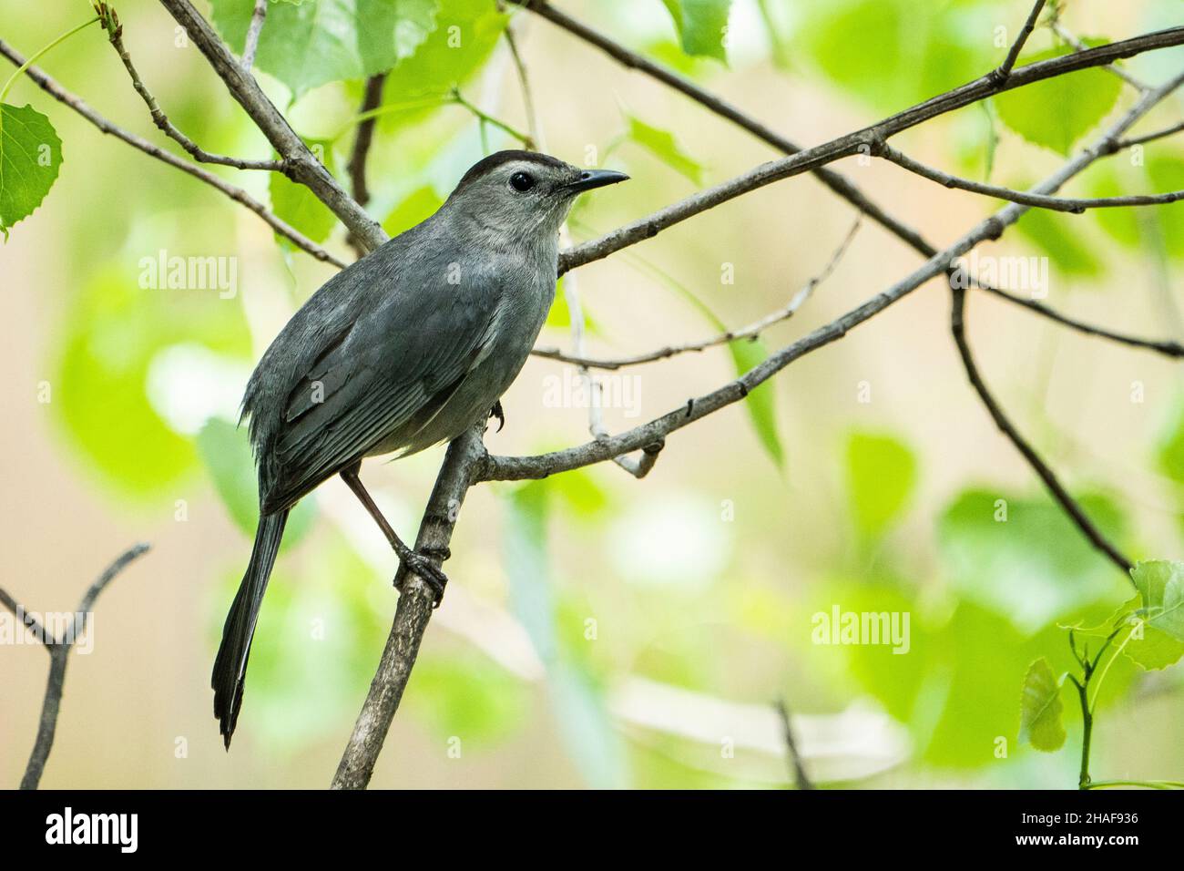 Magnifique oiseau-chat gris perché sur une branche dans les buissons Banque D'Images