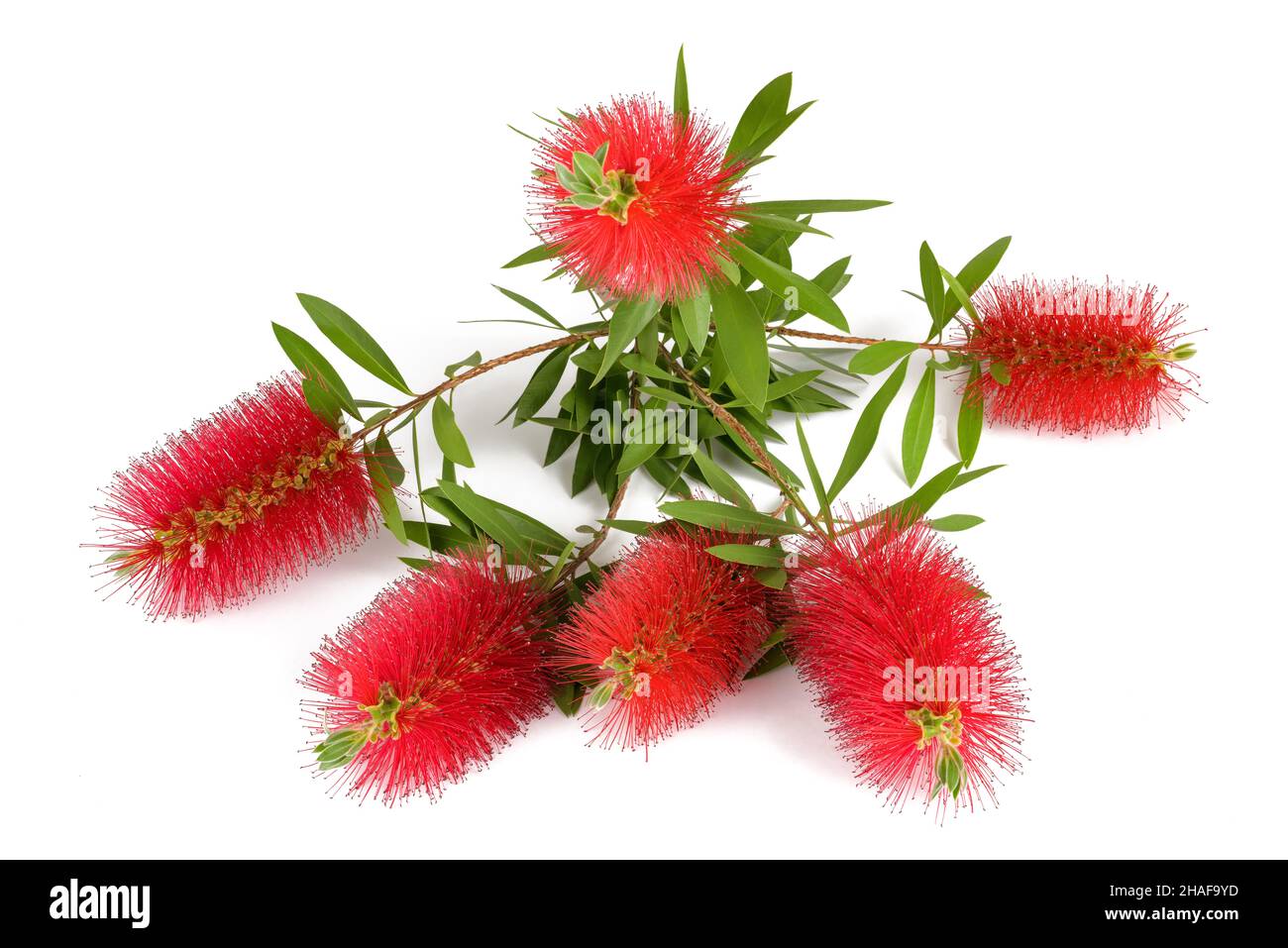 Fleurs de Callistemon isolées sur fond blanc Banque D'Images