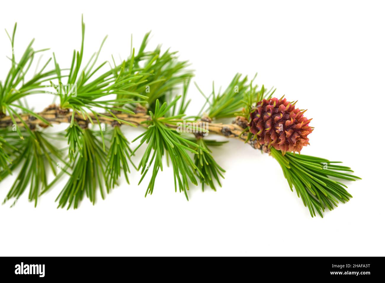 Branche de mélèze avec cône isolé sur blanc Banque D'Images