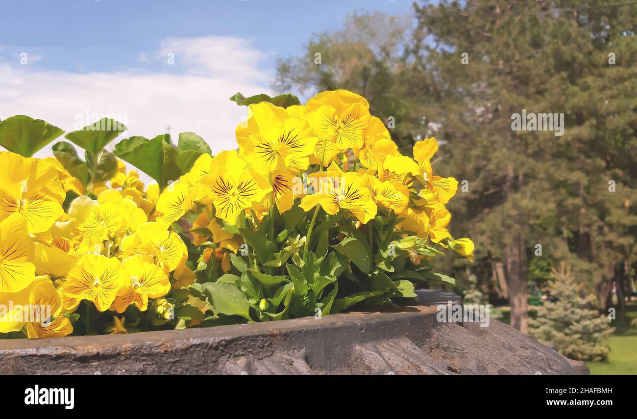 Alstroemeria aurea plante en belle fleur jaune dans le jardin - concept pour les soins. Banque D'Images