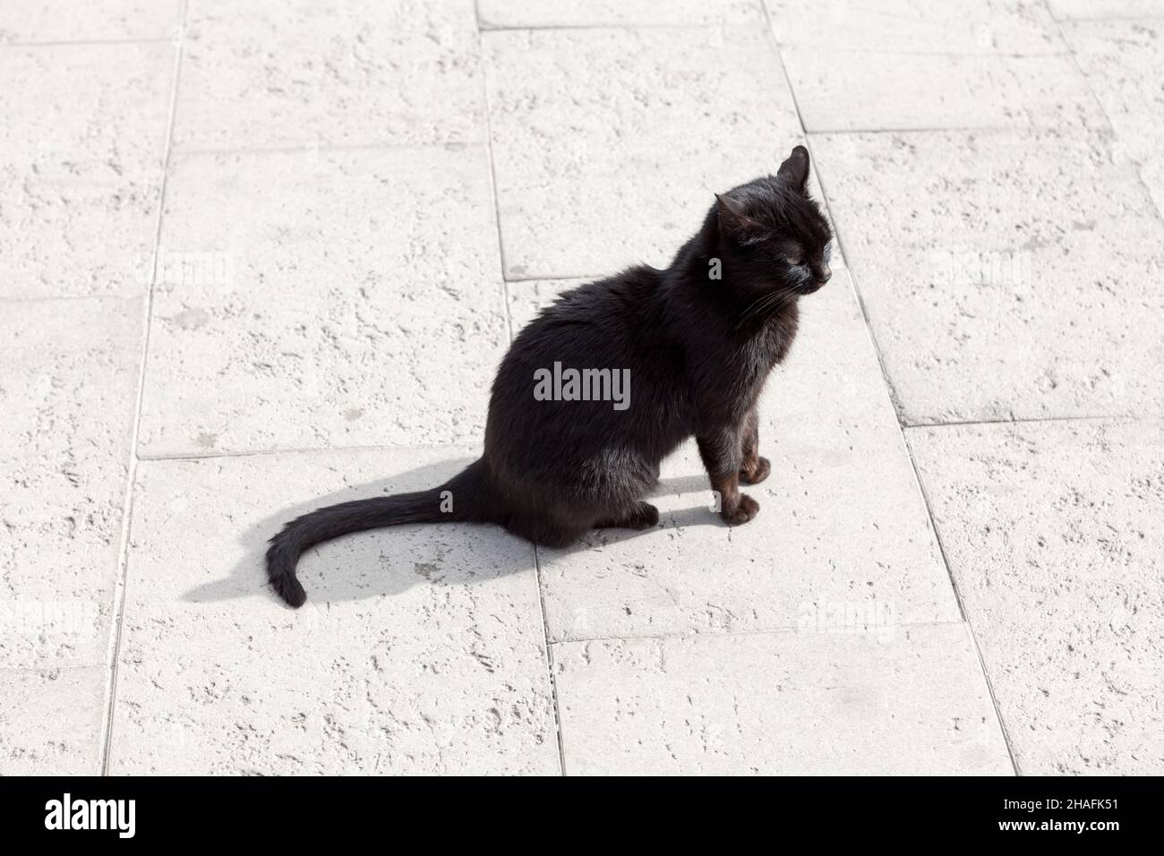 Chat noir debout sur une surface blanche .Chat errant sur le trottoir de la rue Banque D'Images