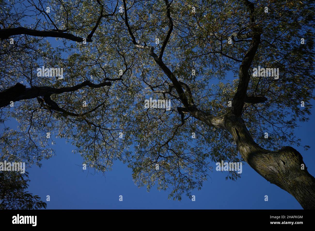 vue sur la cime des arbres avec le ciel bleu en arrière-plan Banque D'Images