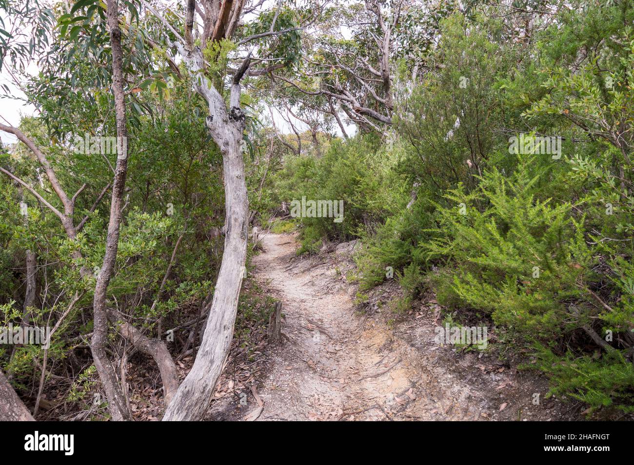 Lilly Pilly Track Wilsons Promontory Victoria Australie Banque D'Images
