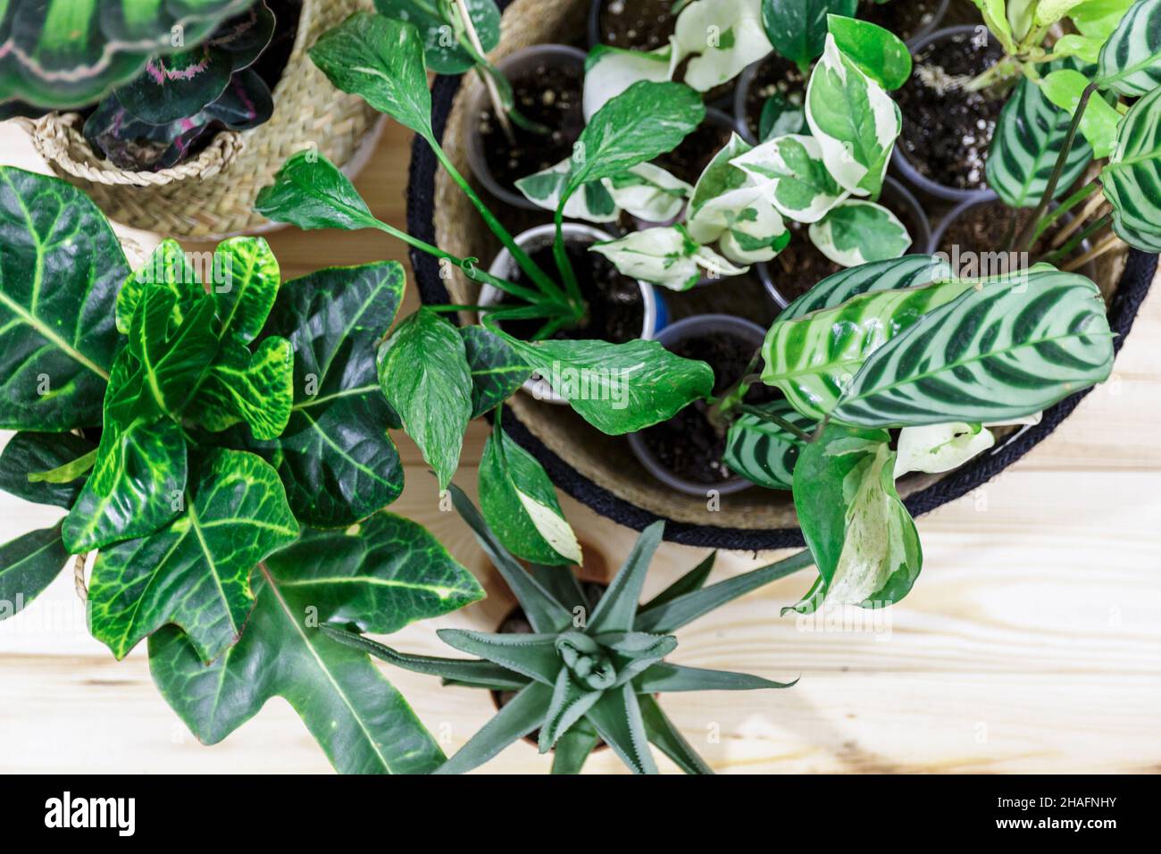 Différentes plantes vertes dans des pots sur la table en bois.Jardin intérieur, jardinage à la maison.Intérieur de la maison avec fleurs, gros plan Banque D'Images