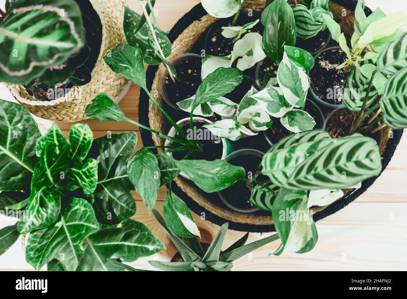 Différentes plantes vertes dans des pots sur la table en bois.Jardin intérieur, jardinage à la maison.Intérieur de la maison avec fleurs, gros plan Banque D'Images