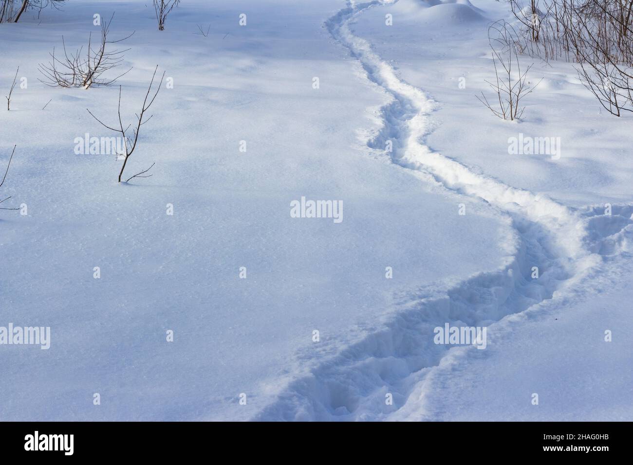 Un sentier bien trodden à travers la neige blanche tombée en hiver dans un champ Banque D'Images