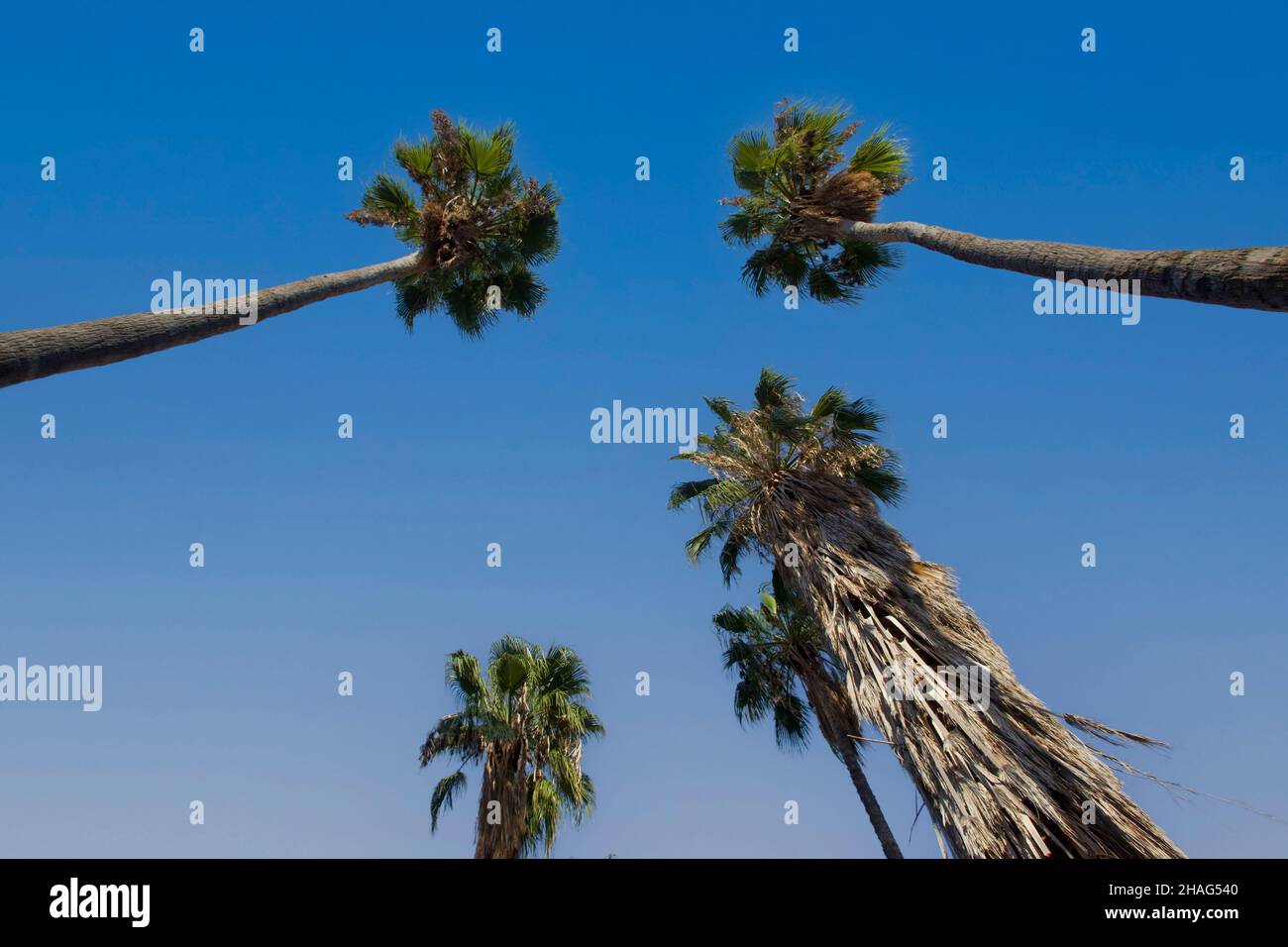 Washingtonia robusta, connu sous le nom de palmier mexicain, mexican washingtonia, ou skyduster est un palmier originaire de la Basse Californie pe Banque D'Images