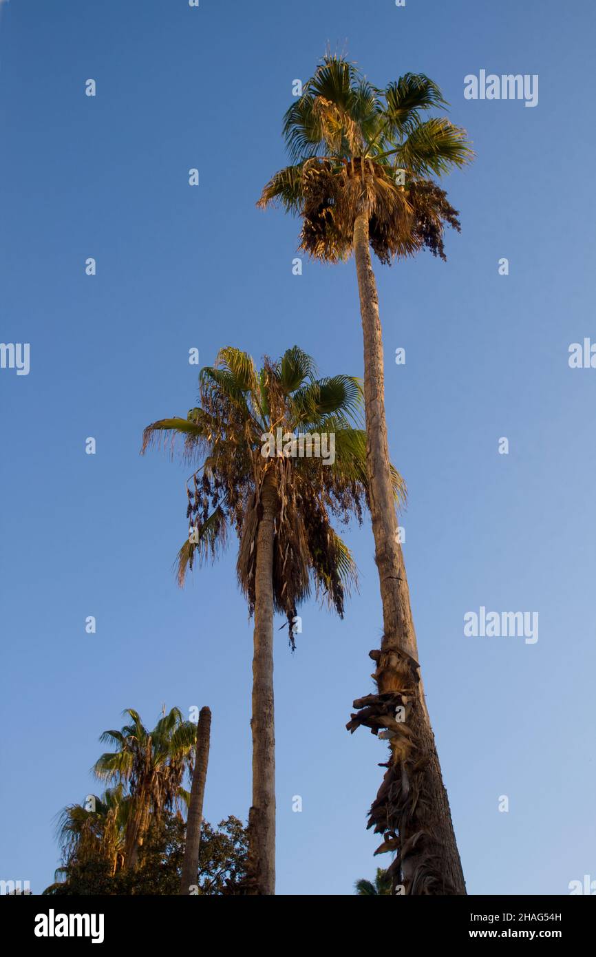 Washingtonia robusta, connu sous le nom de palmier mexicain, mexican washingtonia, ou skyduster est un palmier originaire de la Basse Californie pe Banque D'Images Washingtonia robusta, connu sous le nom de palmier mexicain, mexican washingtonia, ou skyduster est un palmier originaire de la Basse Californie pe Banque D'Images