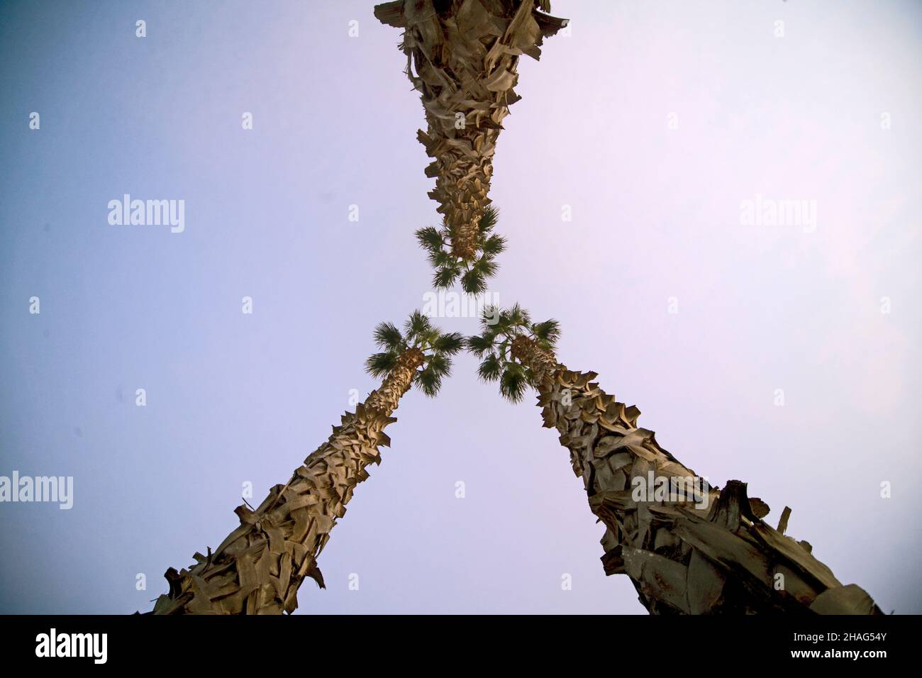 Washingtonia robusta, connu sous le nom de palmier mexicain, mexican washingtonia, ou skyduster est un palmier originaire de la Basse Californie pe Banque D'Images Washingtonia robusta, connu sous le nom de palmier mexicain, mexican washingtonia, ou skyduster est un palmier originaire de la Basse Californie pe Banque D'Images