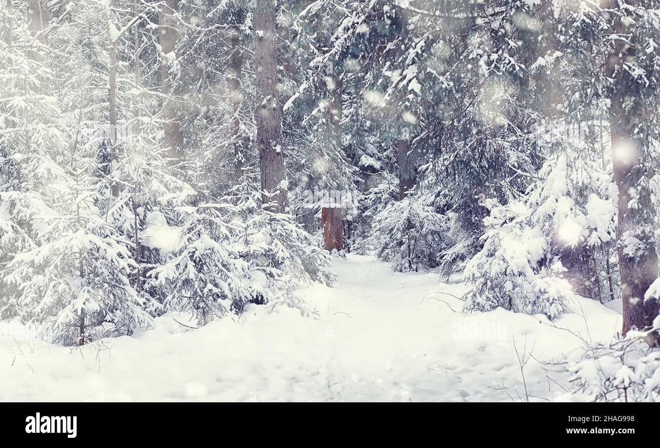Paysage Forestier D Hiver De Grands Arbres Sous Une Couverture De Neige Janvier Journee Glacial Dans Le Parc Photo Stock Alamy