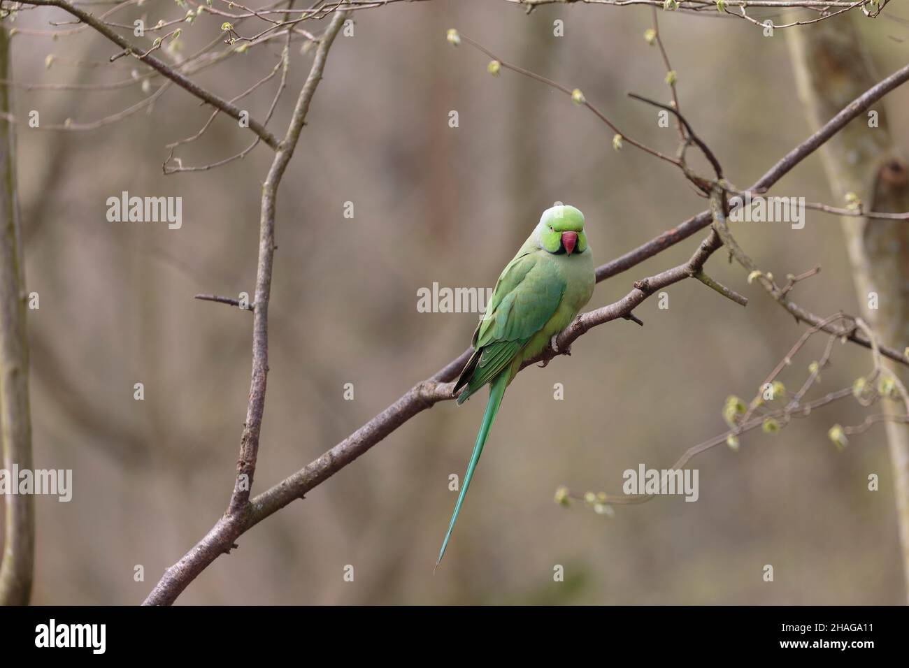 Population férale de l'espèce introduite Psittacus krameri en France Banque D'Images