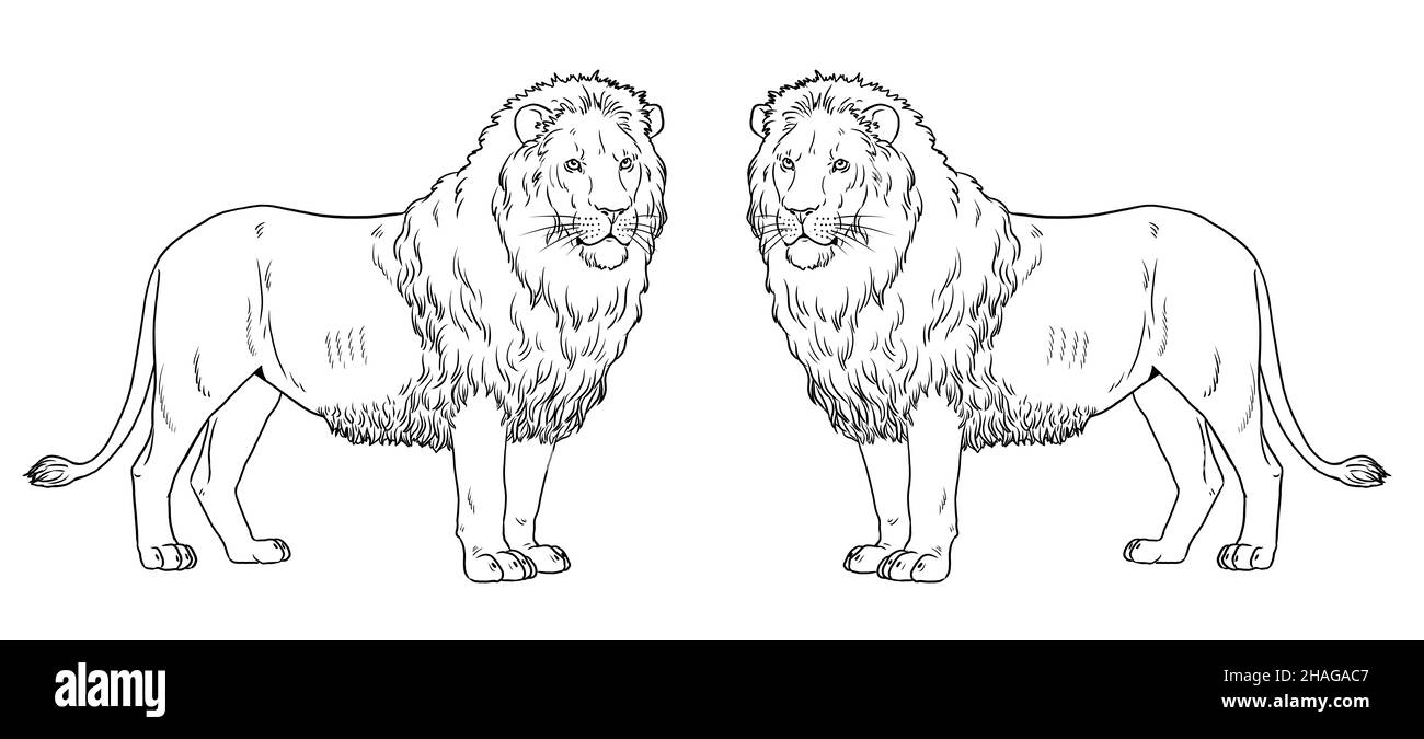 Illustration du lion africain.Grand chat pour livre de coloriage. Banque D'Images